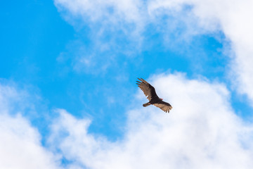 Eagle on a background of blue sky, Trinidad, Sancti Spiritus, Cuba. Copy space for text. © ggfoto