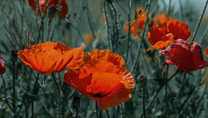 Red poppy flowers on the spring field in bright sunny day