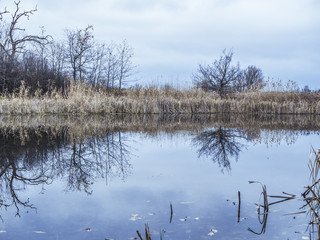 mountain lake with bulrush