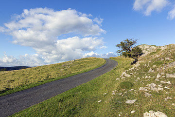 Hawthorne tree on a Welsh Hillside with rugged landscape and blue skies with white clouds alongside a country lane