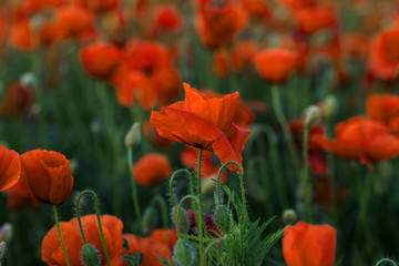 Flowers Red poppies blossom on wild field. Beautiful field red poppies with selective focus. Red poppies in soft light. Opium poppy. Natural drugs. Glade of red poppies. Lonely poppy. Soft focus blur