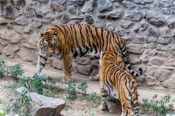 Ussuri Bengal tiger in a cage zoo created natural habitat. Wild predatory mammals in the summer park. Large predatory cats. Motion blur. Selective focus