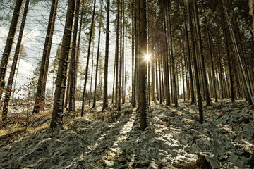 Snowy fir forest and sunbeams in Slovak Paradise. HDR image with black gold filter