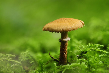 Pilz makroaufnahme