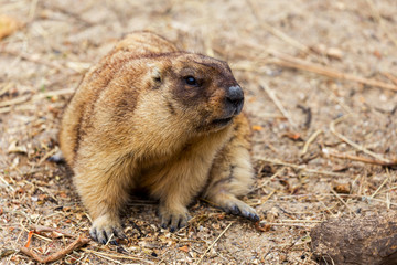 Alpine marmot (Marmota Marmota) in the aviary zoo. The protagonist of the beautiful tradition - Groundhog predicts the weather in Groundhog Day.