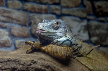 Mexican iguana resting on the trunk of an old tree withered