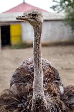 Curious african ostrich walking in the paddock at the ostrich farm. Ostrich Farm