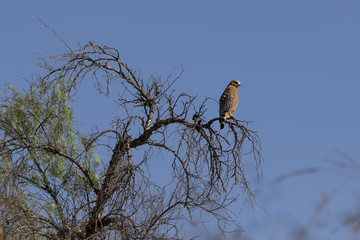 Bird hawk at tree limb perch