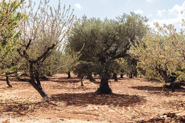 Fototapeta premium Olive trees field in Puglia