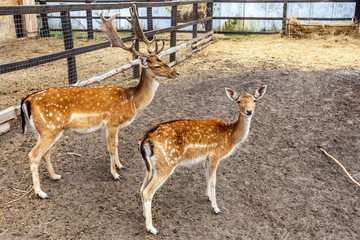 Deer hunting in the paddock on a farm being treated. Family of deer in the spacious aviary zoo