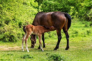 Obraz na płótnie Canvas Domestic horse grazing in a mountain valley in the pasture on a background of Crimean mountains. Foal with his mother in the pasture fed with milk. Kumiss.