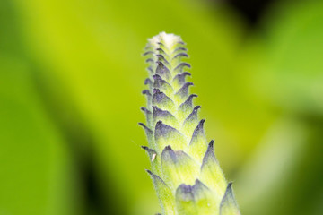 texture of tropical plants, macrophotography