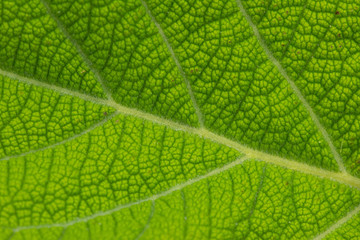 texture of tropical plants, macrophotography