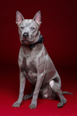 beautiful thai ridgeback dog with bow tie