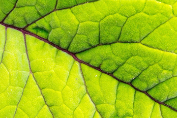 texture of tropical plants, macrophotography