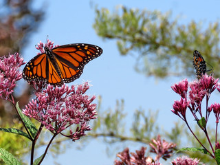 Toronto Lake Monarch Butterflies on Eupatorium cannabinum 2017