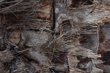 texture of palm trees