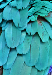 Obraz premium Pióra ara w kolorze turkusowym