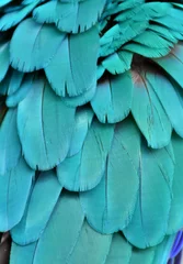 Poster De groenblauw gekleurde veren van een ara © michaelfitz