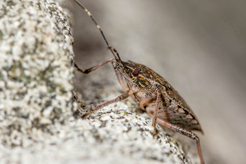 multi-colored beetle with red eyes