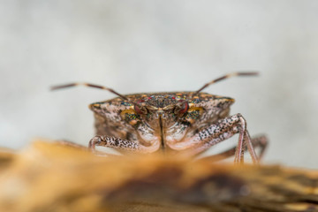 multi-colored beetle with red eyes
