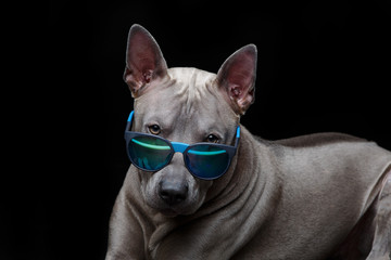 beautiful thai ridgeback dog in sun glasses