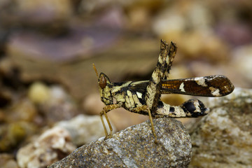 Image of Conjoined Spot Monkey-grasshopper (female), Erianthus serratus on the rock. Insect Animal