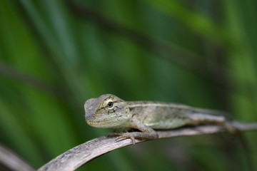 Naklejka na ściany i meble Image of chameleon on a brown branch . Reptile