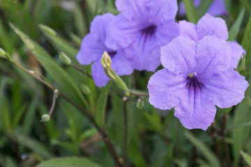 purple flower