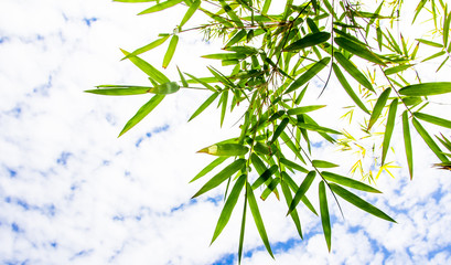 close up bamboo leaves on sky background