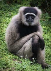 Gibbon