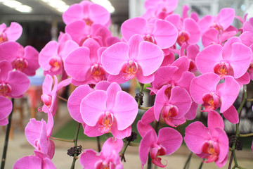 Fototapeta na wymiar Phalaenopsis orchid flowers.