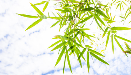 close up bamboo leaves on sky background