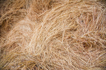 Storage with piles of stacks of hay