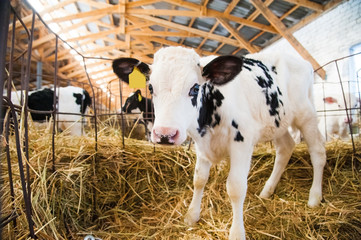 Calf in the cowshed