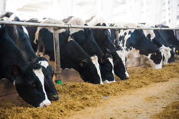 Cows in a farm. Dairy cows