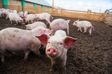 Domestic pigs on a farm