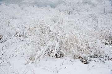 Winter landscape. Frozen meadow flower