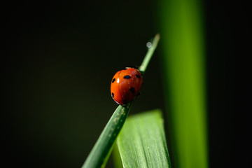 ladybird on a grass steam