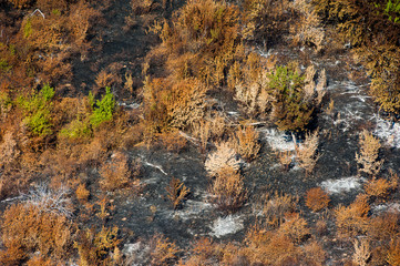Scorched trees and grass after the fire. Aerial view