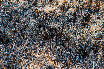Burnt grass, landscape fire