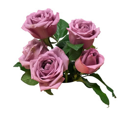 Purple roses isolated white background 
