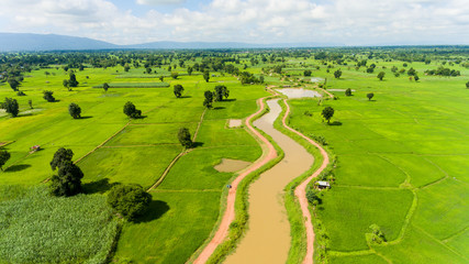 Fototapeta na wymiar Aerial view of a rice fields in Thailand.