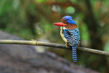 banded kingfisher