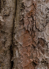 buckeye - bark texture of an old tree in the forest