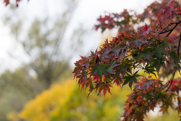 紅葉