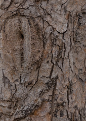 buckeye - bark texture of an old tree in the forest