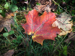 Red maple leaf