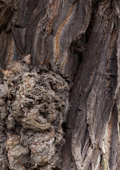 robinia - bark texture of an old tree in the forest