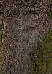 red oak - ark texture of an old tree in the forest